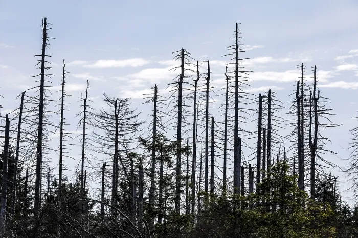 Framed Print : Dead spruce trees due to bark beetle infestation