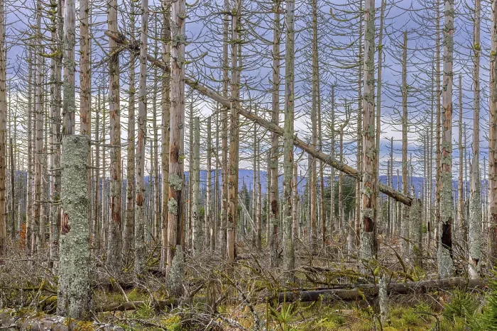 Framed Print : Dead spruce trees in forest in the Harz Mountains in autumn