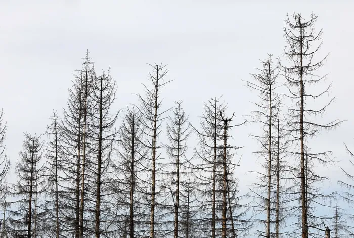 Framed Print : Dead spruce trees, due to infestation by bark beetles Framed Print : Dead spruce trees, due to infestation by bark beetles