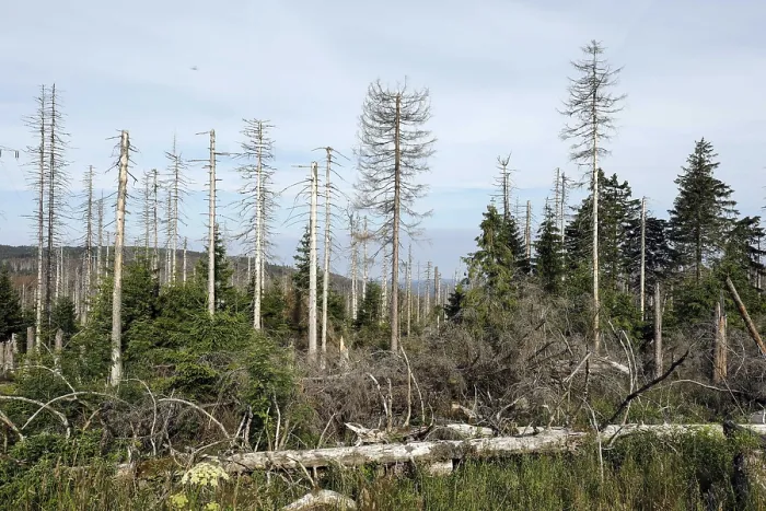 Framed Print : Dead spruce trees, due to infestation by bark beetles