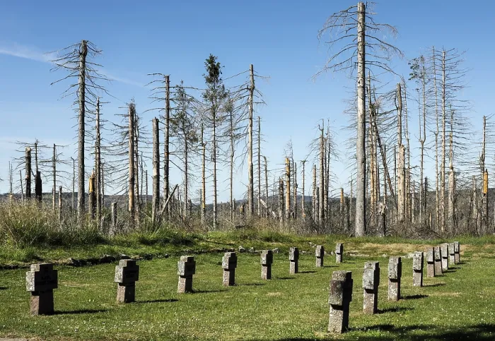 Framed Print : Dead spruce trees stand around a cross at the Oderbrueck war cemetery in the Harz Mountains