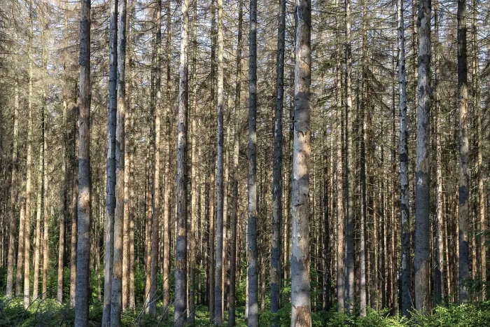 Framed Print : Dead spruces following bark beetle infestation Framed Print : Dead spruces following bark beetle infestation