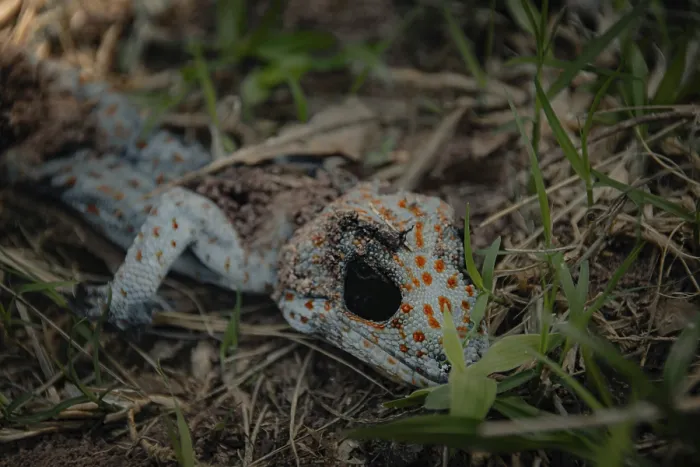 Framed Print : A dead Tokay gecko or Gekko gecko decomposing on the ground among grass