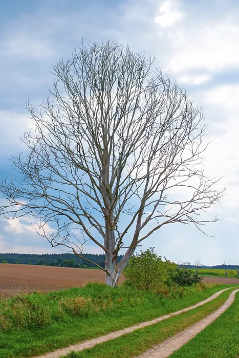 Framed Print : Dead tree on an agricultural road Framed Print : Dead tree on an agricultural road