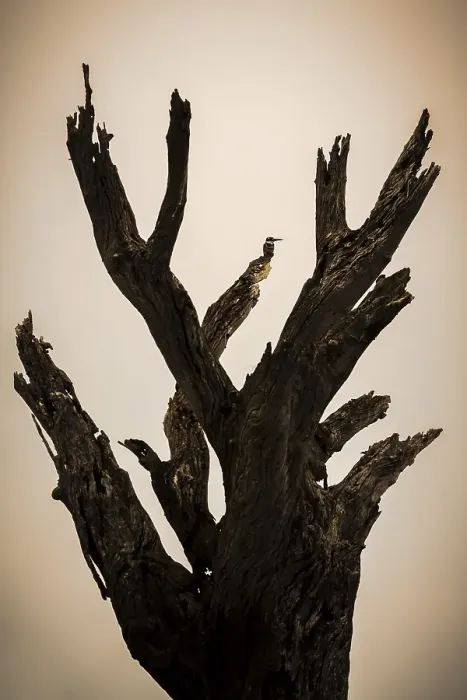 Framed Print : Dead tree backlit, sunset with Pied Kingfisher (Ceryle rudis) on a branch