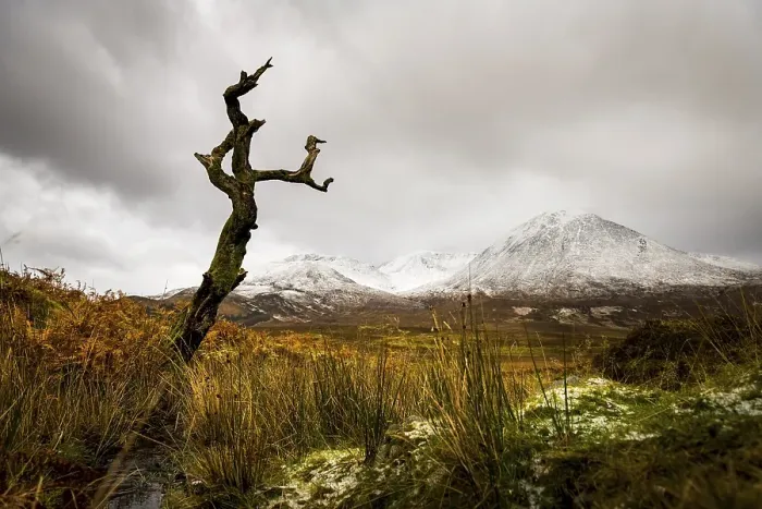 Framed Print : Dead tree in front of Highland landscape with snowy Cullin mountains in the background