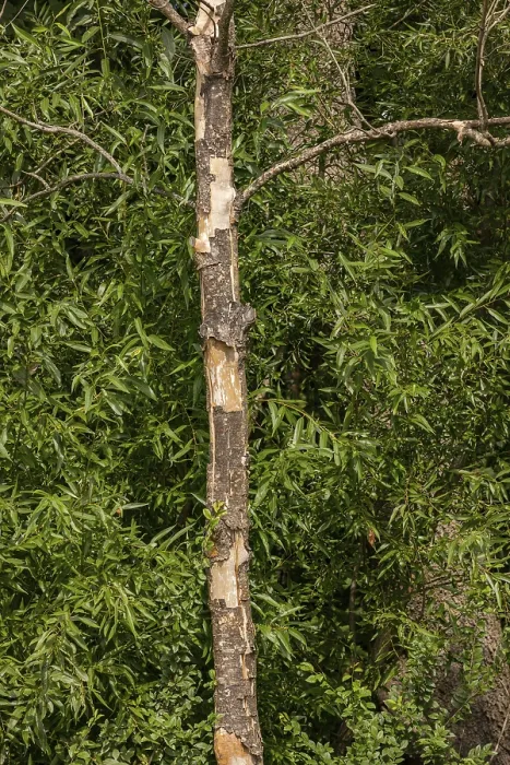 Framed Print : A dead tree loses its bark in front of a green forest Framed Print : A dead tree loses its bark in front of a green forest