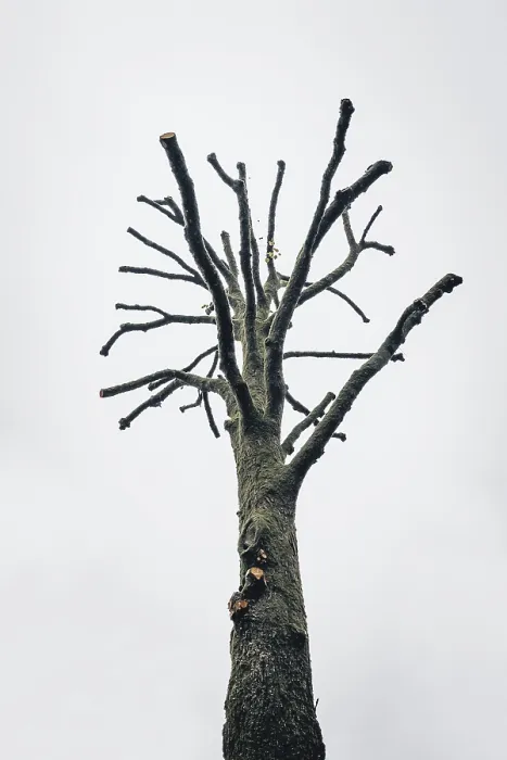 Framed Print : Dead tree, nature, climate, dryness