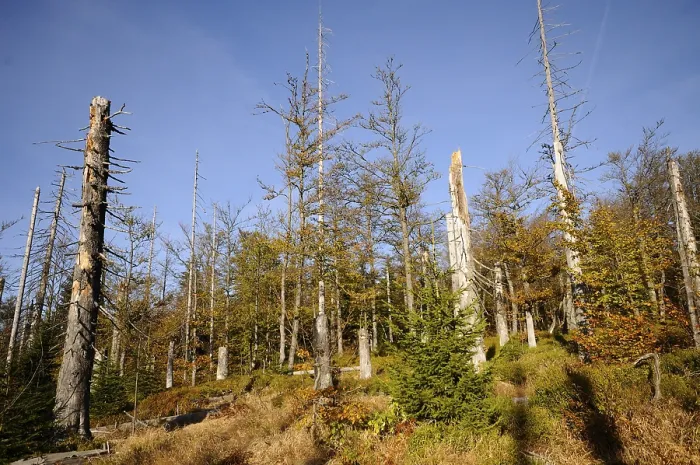 Framed Print : Dead trees and autumn vegetation under a clear sky