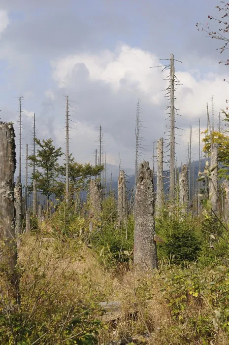Framed Print : Dead trees in an autumnal landscape against a mountain backdrop
