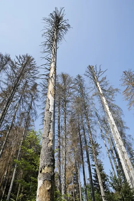 Framed Print : Dead trees after bark beetle attack Framed Print : Dead trees after bark beetle attack