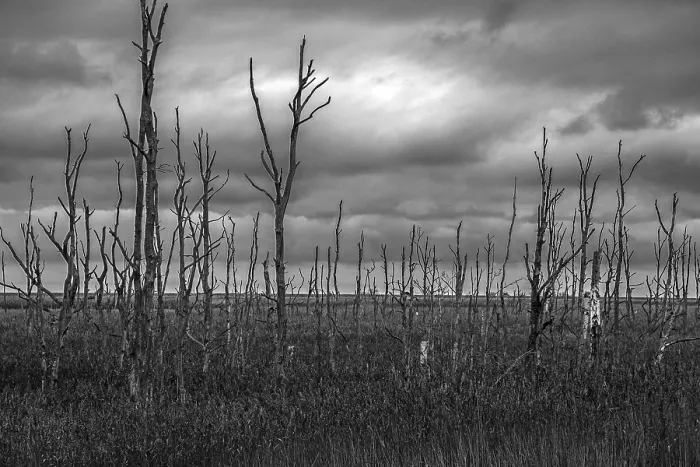 Framed Print : Dead trees, black and white photo