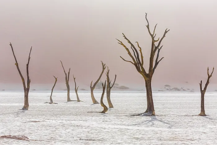 Framed Print : Dead trees in Deadvlei, Sossusvlei, Namibia Framed Print : Dead trees in Deadvlei, Sossusvlei, Namibia