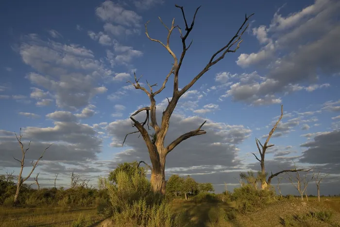Framed Print : Dead trees with dramatic cloudy skies in the Moremi Game Reserve Framed Print : Dead trees with dramatic cloudy skies in the Moremi Game Reserve