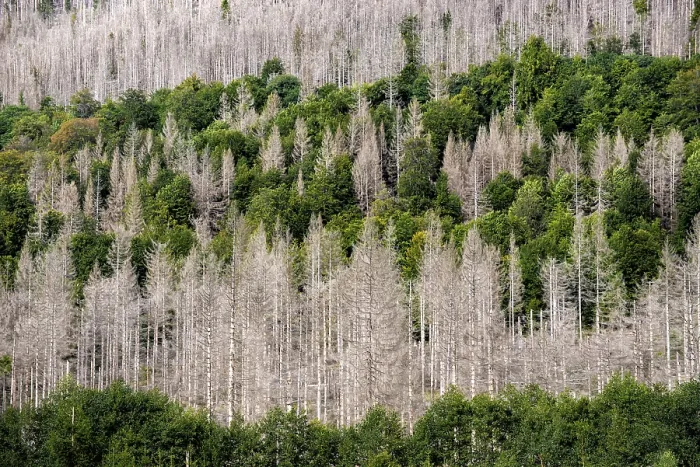 Framed Print : Dead trees in a pine forest due to global warming