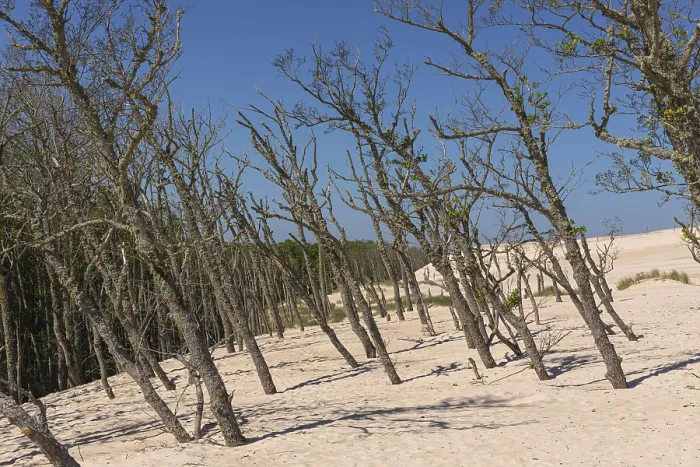 Framed Print : Dead trees protrude from a sand dune on a sunny day with a blue sky Framed Print : Dead trees protrude from a sand dune on a sunny day with a blue sky