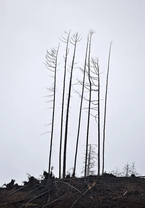 Framed Print : Dead trees on the slope, forest dieback