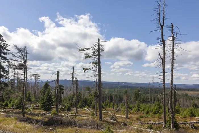 Framed Print : Dead trees, spruce (Picea abies)