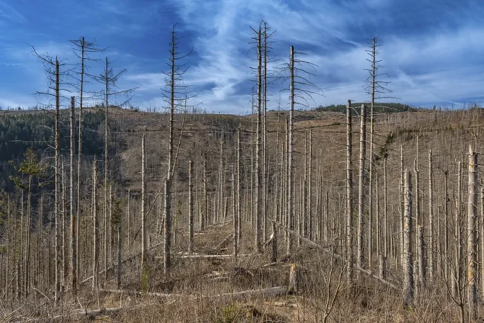 Framed Print : Dead trees, spruces, at the Okertaam Huthberg in the Harz Mountains