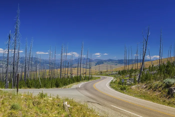Framed Print : Dead trees standing in Yellowstone - fire ravaged forest in 1988