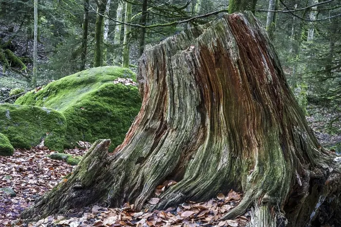 Framed Print : Dead and weathered tree stump, Gertelbach Gorge