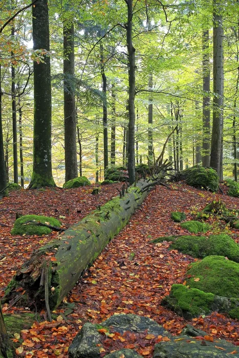 Framed Print : Dead wood in the forest as an important habitat for many species
