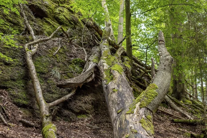 Framed Print : Dead wood and moss covered rocks in the Drachenschlucht near Eisenach
