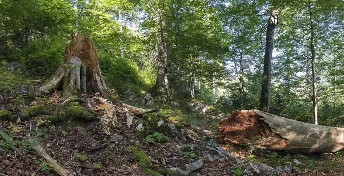Framed Print : Deadwood in Austria's last primeval forests Framed Print : Deadwood in Austria's last primeval forests