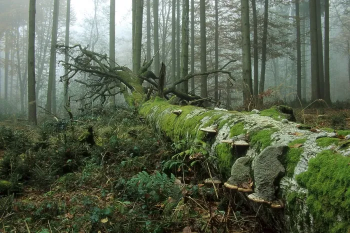 Framed Print : Deadwood Beech (Fagus sylvatica) overgrown with moss and fungus