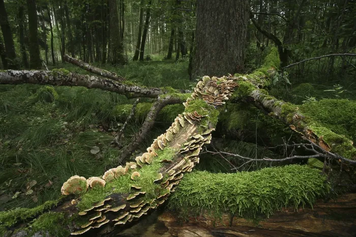 Framed Print : Deadwood covered in moss and fungi