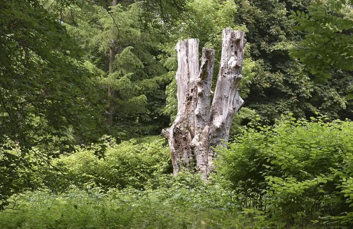 Framed Print : Deadwood, dead tree, tree death in Putbus Castle Park Framed Print : Deadwood, dead tree, tree death in Putbus Castle Park