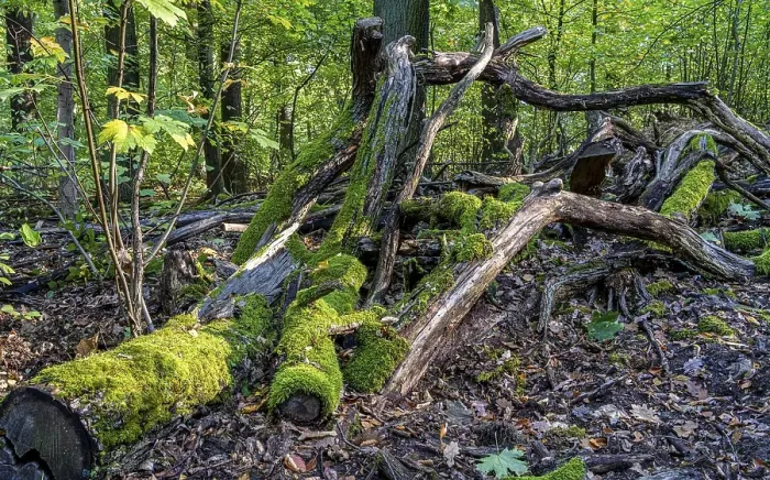 Framed Print : Deadwood in mixed forest, weathered tree trunks Framed Print : Deadwood in mixed forest, weathered tree trunks