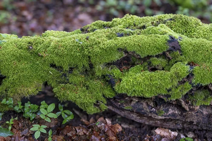 Framed Print : Deadwood overgrown with moss in the forest at Schaumberg