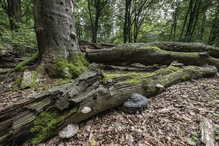 Framed Print : Deadwood with tinder fungus (Fomes fomentarius) in beech forest (Fagus sylvatica)
