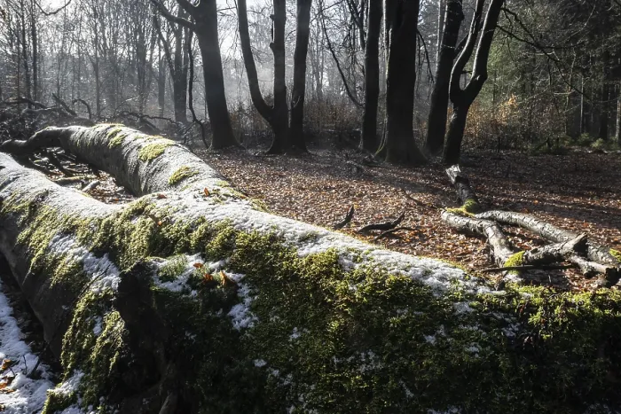 Framed Print : Deadwood in winter beech forest (Fagus sylvatica)