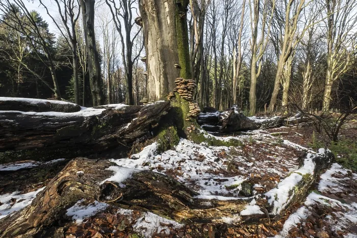 Framed Print : Deadwood in winter beech forest (Fagus sylvatica)