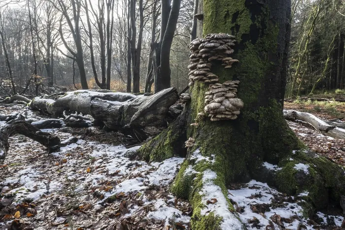 Framed Print : Deadwood in winter beech forest (Fagus sylvatica)