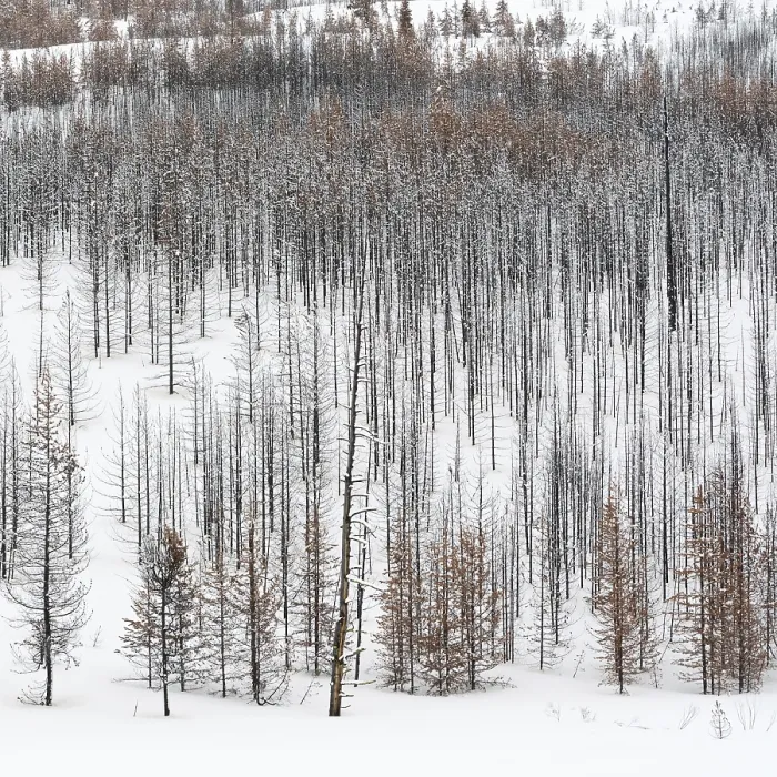 Framed Print : Deadwood... Yellowstone National Park
