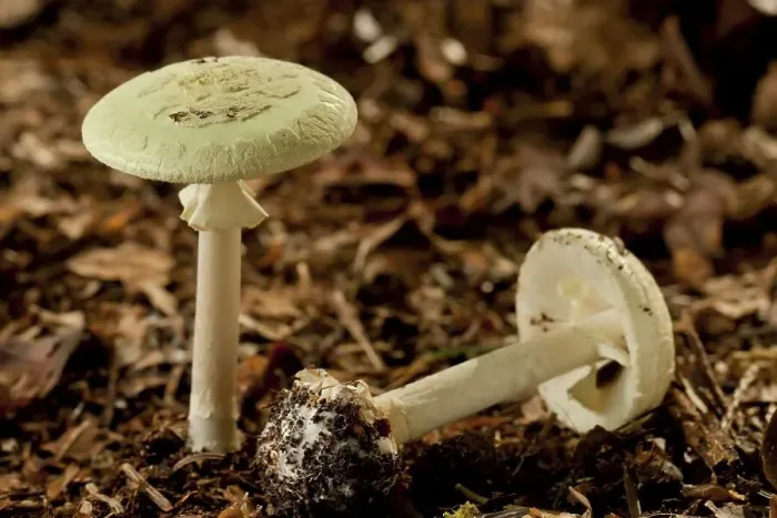 Framed Print : Death cap mushroom (Amanita phalloides)