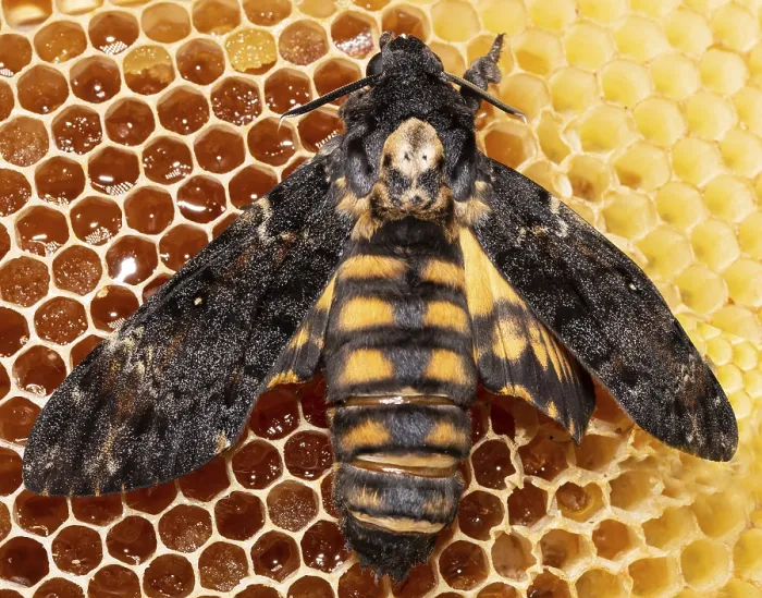Framed Print : Death's-head moth butterfly with open wings sitting on honeycomb from behind Death's-head moth butterfly with open
