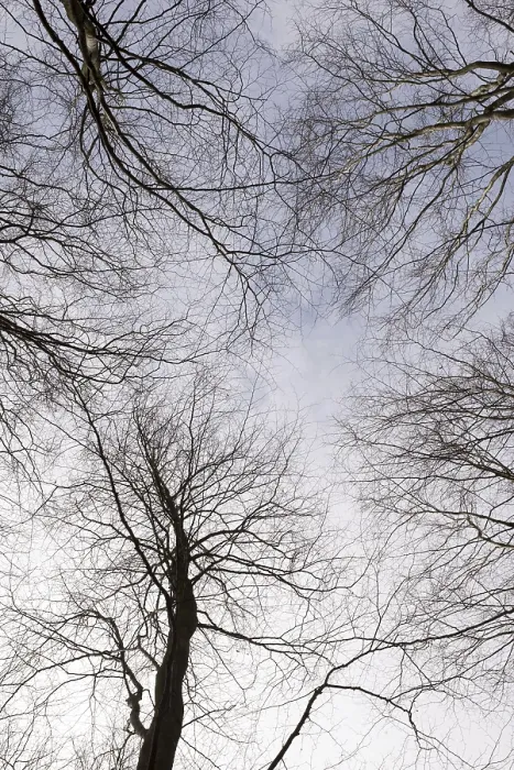 Framed Print : Deciduous beech forest canopy as seen from below in winter without leaves Framed Print : Deciduous beech forest canopy as seen from below in winter without leaves