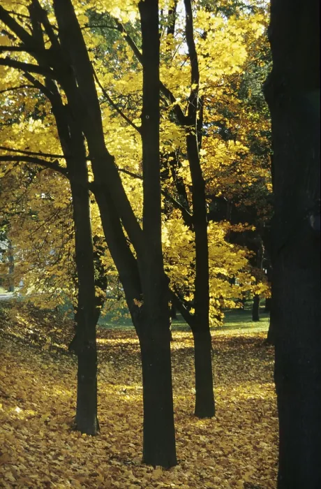 Framed Print : Deciduous forest