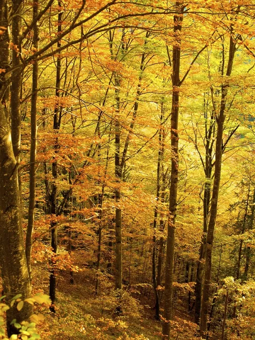 Framed Print : Deciduous forest in autumn