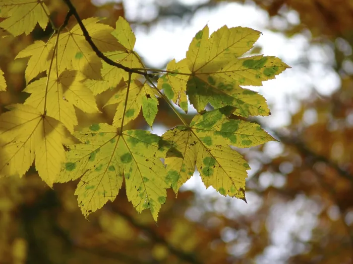 Framed Print : Deciduous forest in autumn, colourful maple branch Framed Print : Deciduous forest in autumn, colourful maple branch