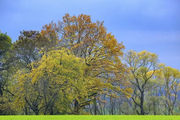 Framed Print : Deciduous forest, autumn colouring