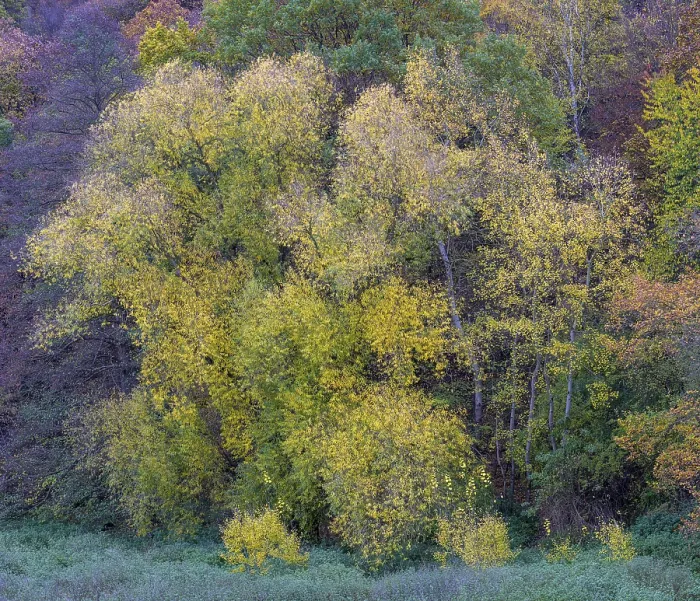 Framed Print : Deciduous forest, autumn colouring, Hesse, Germany