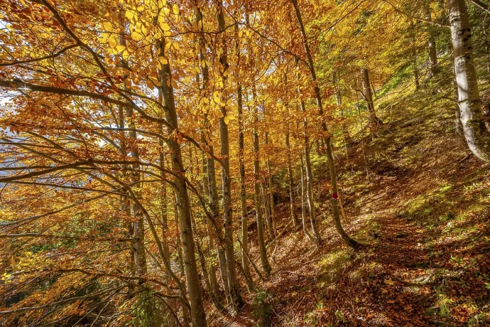Framed Print : Deciduous forest in autumn, near Scharnitz