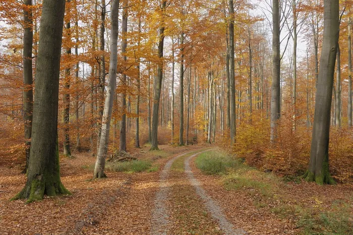 Framed Print : Deciduous forest in autumn, Spessart Framed Print : Deciduous forest in autumn, Spessart