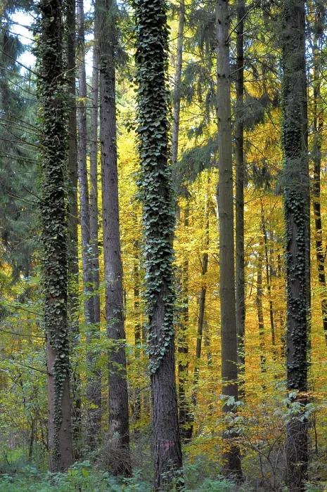 Framed Print : Deciduous forest in autumn, trees overgrown with ivy