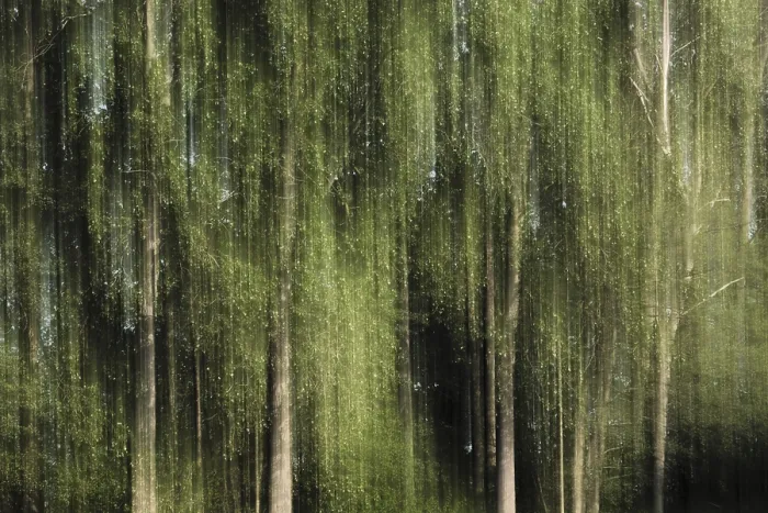Framed Print : Deciduous forest with black poplar (Populus nigra) Framed Print : Deciduous forest with black poplar (Populus nigra)